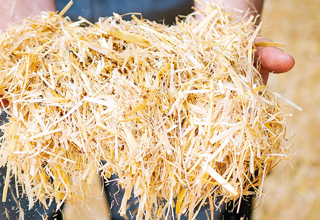 Paille calibrée en ration mélangée