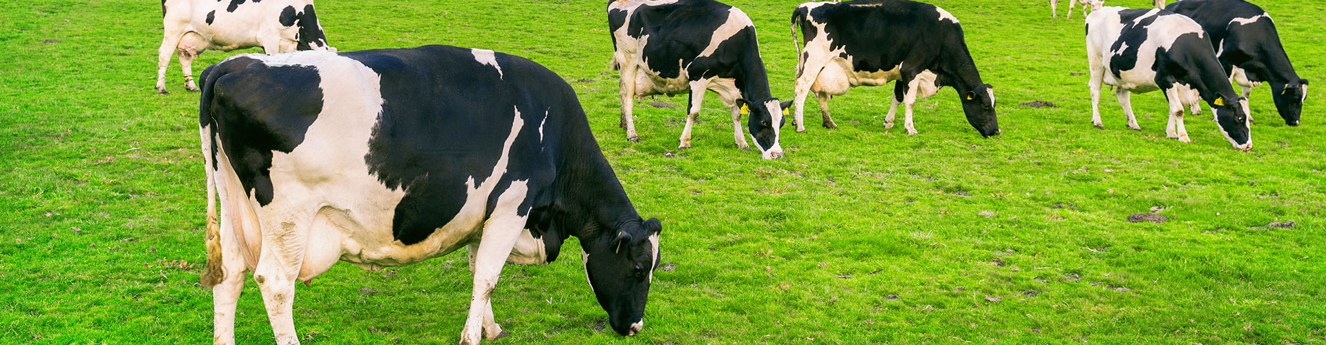 Vaches en train de manger