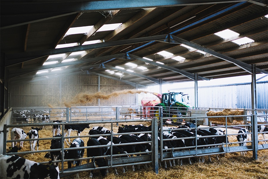 6200P litière pour bovins